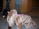 únor 2007 - Tradiční ostatky
