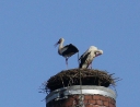 květen 2007 - Čápi
