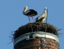 květen 2007 - Čápi