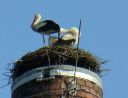 květen 2007 - Čápi