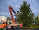 prosinec 2007 - Zdobení vánočního stromu