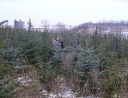 prosinec 2007 - Prodej stromků