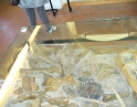 květen 2008 - Jarní výšlap na Pálavu