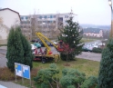 listopad 2008 - Zdobení vánočního stromu