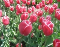 duben 2009 - Zájezd na floru Olomouc