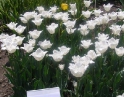 duben 2009 - Zájezd na floru Olomouc