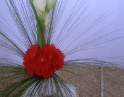 duben 2009 - Zájezd na floru Olomouc