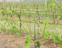 červen 2009 - Krupobití
