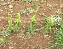 červen 2009 - Krupobití