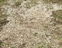 červen 2009 - Krupobití