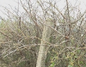 červen 2009 - Krupobití