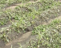 červen 2009 - Krupobití