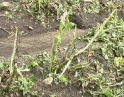 červen 2009 - Krupobití