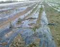červen 2009 - Krupobití