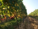 září 2009 - Podzimní výšlap na Šobes