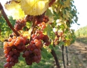 září 2009 - Podzimní výšlap na Šobes
