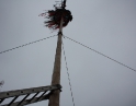 listopad 2009 - Martinské hody, stavění máji