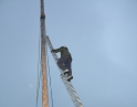 listopad 2009 - Martinské hody, stavění máji