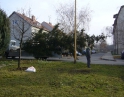 listopad 2009 - Vánoční strom