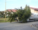 listopad 2009 - Vánoční strom