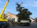 listopad 2009 - Vánoční strom