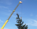 listopad 2009 - Vánoční strom