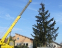 listopad 2009 - Vánoční strom