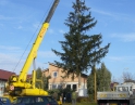 listopad 2009 - Vánoční strom