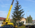 listopad 2009 - Vánoční strom