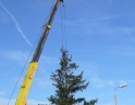 listopad 2009 - Vánoční strom