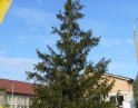 listopad 2009 - Vánoční strom
