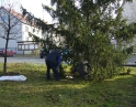 listopad 2009 - Vánoční strom