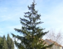 listopad 2009 - Vánoční strom