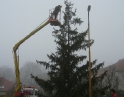 listopad 2009 - Vánoční strom