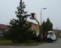 listopad 2009 - Vánoční strom
