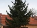 listopad 2010 - Rozsvícení vánočního stromu