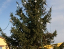 listopad 2010 - Rozsvícení vánočního stromu