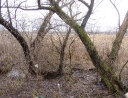 leden 2011 - Revitalizace ploch zeleně
