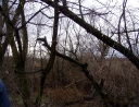 leden 2011 - Revitalizace ploch zeleně