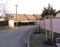 prosinec 2011 - výsadba stromů