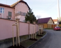 prosinec 2011 - výsadba stromů