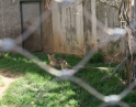 květen 2012 - Výlet MŠ do ZOO