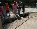 květen 2012 - Výlet MŠ do ZOO