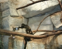 květen 2012 - Výlet MŠ do ZOO