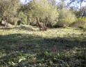 podzim 2012 - Údržba zeleně