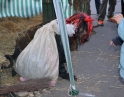 prosinec 2012 - Mikulášská