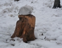prosinec 2012 - Společné krmení zvěře