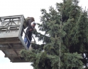 listopad 2013 - Stavění vánočního stromu u Obecního úřadu