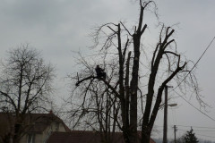 Prořezání kaštanů 6.3.2014