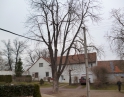 březen 2014 - Prořezání kaštanů